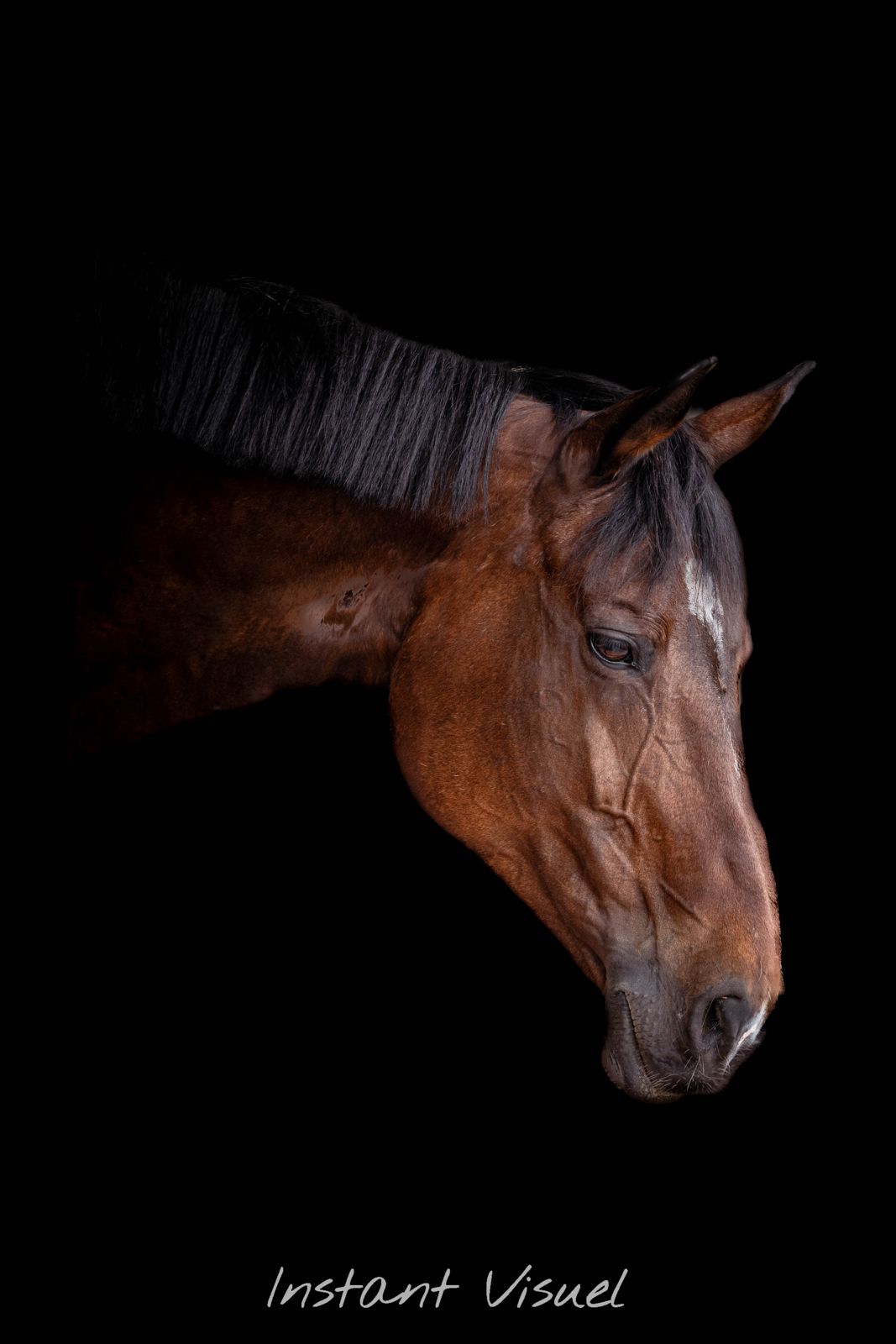 Photographe Équitation - Julien Jeany